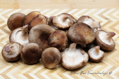 Shiitake