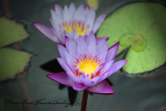 Fleurs de Lotus