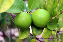 Citron vert sur l'arbre.