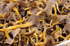 chanterelles grises